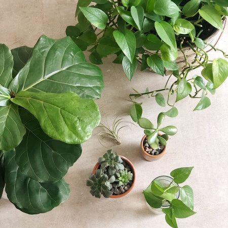 House Plants 101 03/21